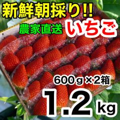 【全国一律価格】【複数割引価格‼️】2箱(1.2kg)かんちゃん農園の甘いいちご
