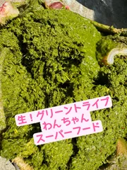 お試しモニター様 専用【愛犬用スーパーフード】① 生グリーントライプ　胃袋付き