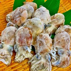 ボウズイカ 11～20入  小サイズ（ミミイカ ミミダコ）冷凍 500g  山形県産 加熱用 ミッキーマウス イカ 釣り餌