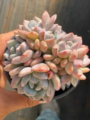 【18株の抜き苗セット】オレンジモンロー群生　多肉植物　佐川急便発送　エケベリア　韓国苗　Z561