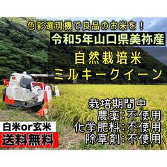 専用 自然栽培米 山口県美祢産ミルキークイーン 精米20キロ 里山直送-