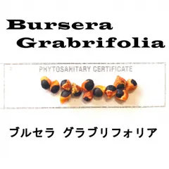 4月入荷 5粒 ブルセラ グラブリフォリア GLABRIFOLIA 証明書ありのサムネイル