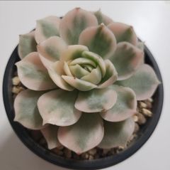 高級苗◇オンスロー錦◇ 6375 エケベリア 多肉植物 - mimo succulent