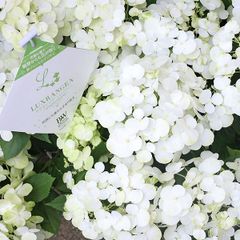 鉢花 PW アジサイ ラグランジア シャンデリーニ 5号 紫陽花 純白 美しい プレゼント ギフト あじさい