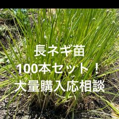 注文① 陸稲 苗 おかぼ うるち米 - メルカリ