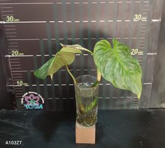 フィロデンドロン マジェスティックPhilodendron Majestic