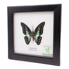 蝶はねアート　額入り Amazon.co.jp: LEDMOMO 蝶の標本フォトフレーム 額入り蝶アート