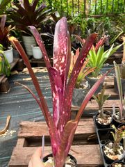 ビルベルギア ハレルヤ Billbergia 'Hallelujah'（ 'Domingos Martins' x 'Ed McWilliams')　キンクマ農園☆B00018