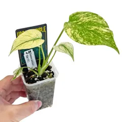 モンステラ デリシオーサ ミント 2.5号 アーバンジャングル Monstera deliciosa Mint (TC) アロイド 観葉植物のサムネイル