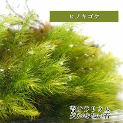 【高原の苔】 細い葉が綺麗な背が高い苔 ヒノキゴケ 1パック テラリウム 盆栽に 苔 コケ 苔テラリウム ひのきごけ 日陰向き クローズ 密閉容器向け Sパック