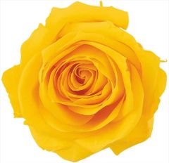 [신품·5 영업일에 발송]대지 농원 샬럿 12륜 미모자 옐로우 76-2592-521 (1240326)