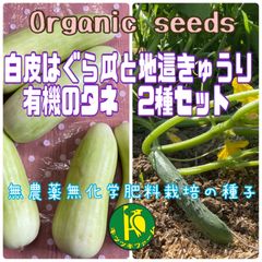 地這胡瓜（きゅうり・固定種）と白皮はぐら瓜　各20粒　固定種・有機のタネ