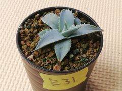 ユタエンシスエボリスピナ抜き苗1株(鉢などは付きません)プランツタグつきE31