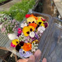 エディブルフラワー　1パック　花のみ　クール便