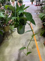 モンステラ2224　4号　吊り鉢　ハンギング　丈夫　強い　観葉植物　インテリア　グリーン