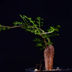 2025年最新】デカリーパワータンクの人気アイテム - メルカリ