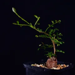 希少 hyb オペルクリカリア デカリー × ボレアリス 銅葉 パワータンク