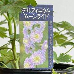 【宿根草】デルフィニウム・ハイランダーシリーズ　 ‘ムーンライト’　4号ラベル苗