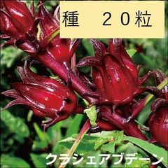 ＜ハーブの種＞クラジェアブデーン　ロゼリ草　　２０粒　たね