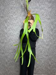 ▽P.willinckii Wild East Java▽ A36 ウィリンキー　ワイルド　ジャワ【PLANET】ビカクシダ
