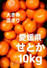 愛媛県産　大きめ　せとか　柑橘　　10kg