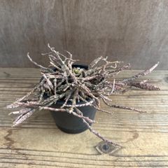 ユーフォルビア プラティクラダ ⑤ 現品 Euphorbia platyclada ユーホルビア ゾンビプランツ ゾンビプラント 観葉植物 観葉 植物 珍奇植物 珍奇 珍しい レア 希少 多肉植物 多肉 カクタス インテリア プレゼント おうち時間 グリーン