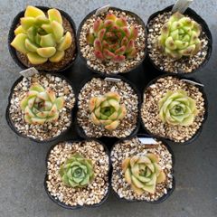 r.....v_v様専用＊速達＊多肉植物 カット苗 エケベリア 8苗セット
