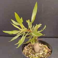 フォークイエリア　プルプシー 実生　良型　厳選株　パキポディウム　サボテン Yahoo!オークション -「フォークイエリアプルプシー」の落札相場