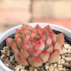 アルケイン　多肉植物　抜き苗　エケベリア