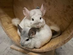 7/26入荷分【新】チンチラ 床置きタイプのサイレント円盤型回し車 静音