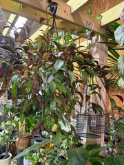 エスキナンサス・マルモラタス　吊り鉢　５号　観葉植物　オシャレ　ボリューム　インテリア　グリーン　ハンギング　観葉植物　インテリア　グリーン　インドア　屋内　ショップ　カフェ　オフィス