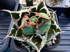 包心龍　子株6個付き親株　台湾lizeからの直輸入株　アガベ　チタノタ　オテロイ 包心龍 子株6個付き親株 台湾lizeからの直輸入株 アガベ