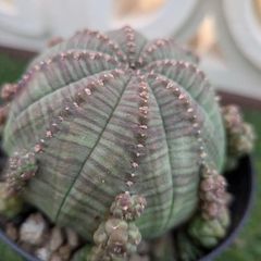 多肉植物ユーフォルビア シンメトリカ子吹き