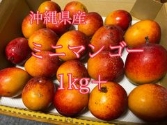 沖縄県産　減農薬　ミニマンゴー　1kg