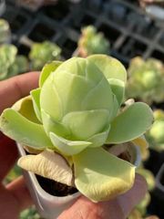 SALE ❣️多肉植物　グリーノビア　タマゴローズ　大株　抜き苗　1株　5cm鉢