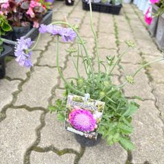 スカビオサギガ四季咲き超大輪3号ポット苗2個セット