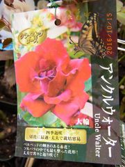 6704　アンクルウォルタ-★四季咲き大輪　剣弁高芯咲　半つる性　★接木大苗