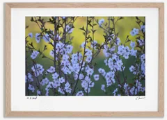 アートフォト 絵画 桜13 高橋真澄/インテリア 額入り 額装込 風景画 油絵 ポスター アート アートパネル リビング 玄関 プレゼント モダン アートフレーム 飾る Mサイズ おしゃれ 壁掛け 絵
