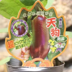 2024年最新】ポット6号野菜の人気アイテム - メルカリ