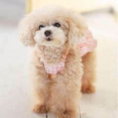 犬と生活　フラワーキャミ