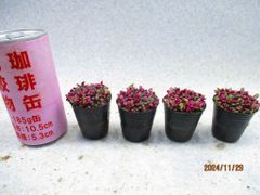 アナカンプセロス 桜吹雪 4点組 (画像見本品)4㎝ポット＊定形外郵便発送