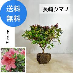 さつき 【送料無料】長崎クマノ 路地苗 高さ0.3ｍ 幅0.4ｍ サツキ 皐月 生垣 常緑 低木 苗木 庭木