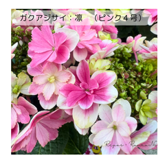 【花芽なし】ガクアジサイ：凛（ピンク4号鉢）加茂セレクション　アジサイ　りん　 紫陽花　ハイドランジア　鉢花　母の日　ギフト　落葉樹