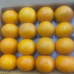 清見タンゴールオレンジ