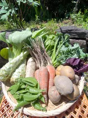 カラダが喜ぶ!!旬の無農薬お野菜セット9～10種類【おまかせ80】