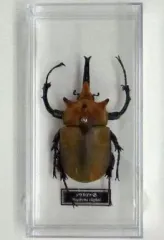 2026年最新】DeAGOSTINI世界の昆虫の人気アイテム - メルカリ