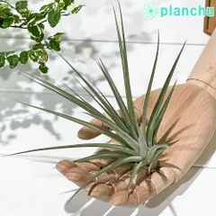 フリーセア アビゲイルジーン