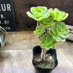 ポットごと♡緑法師♡立派♡ユニークな多肉植物♡黒法師