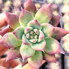 多肉植物 エケベリア 7種セット cz3 抜き苗 - メルカリ