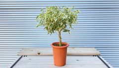 【観葉植物】フィカス・ベンジャミン・スターライト　編み込み仕立て　6号鉢